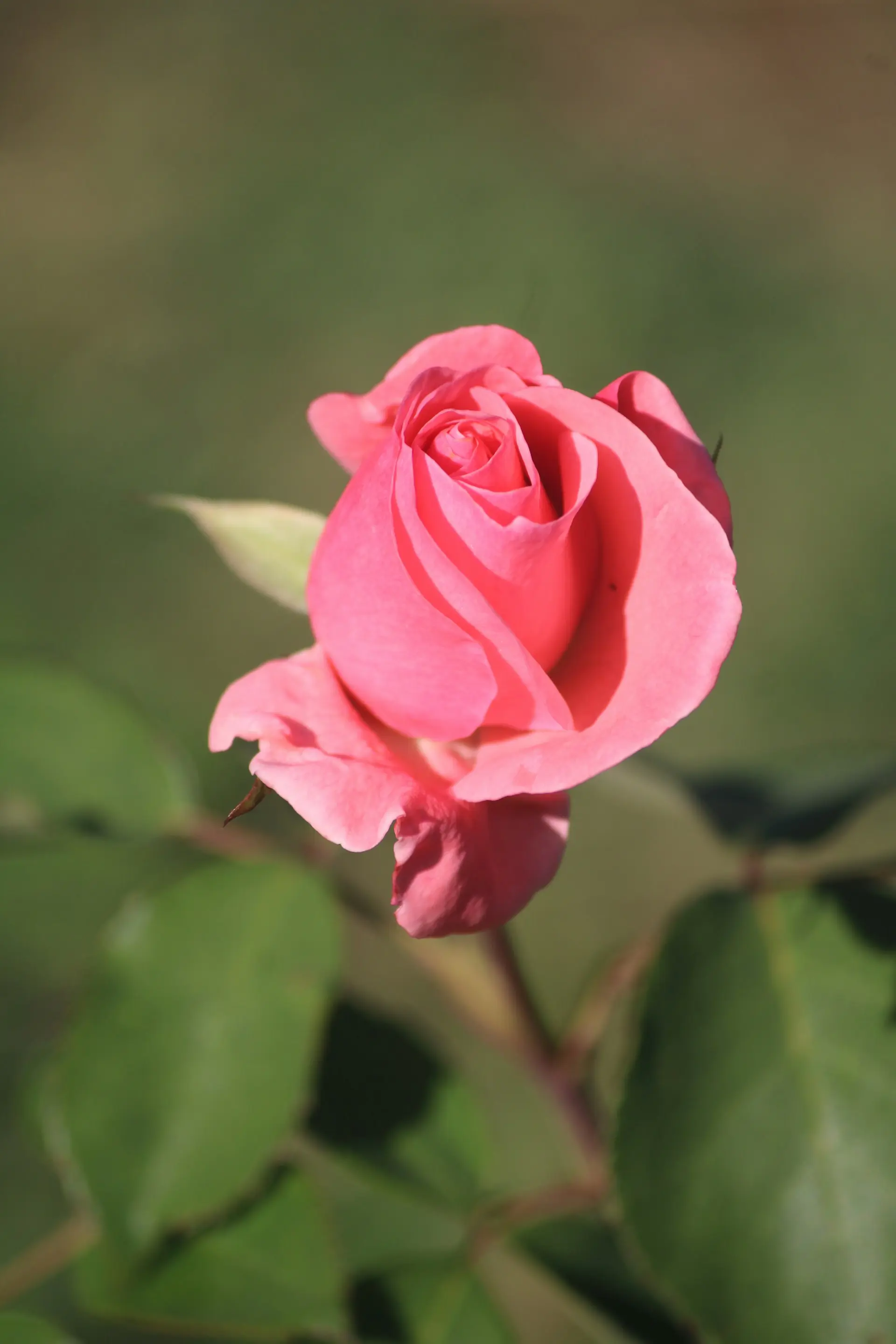 Роза Абрахам Дерби (Abraham Darby)