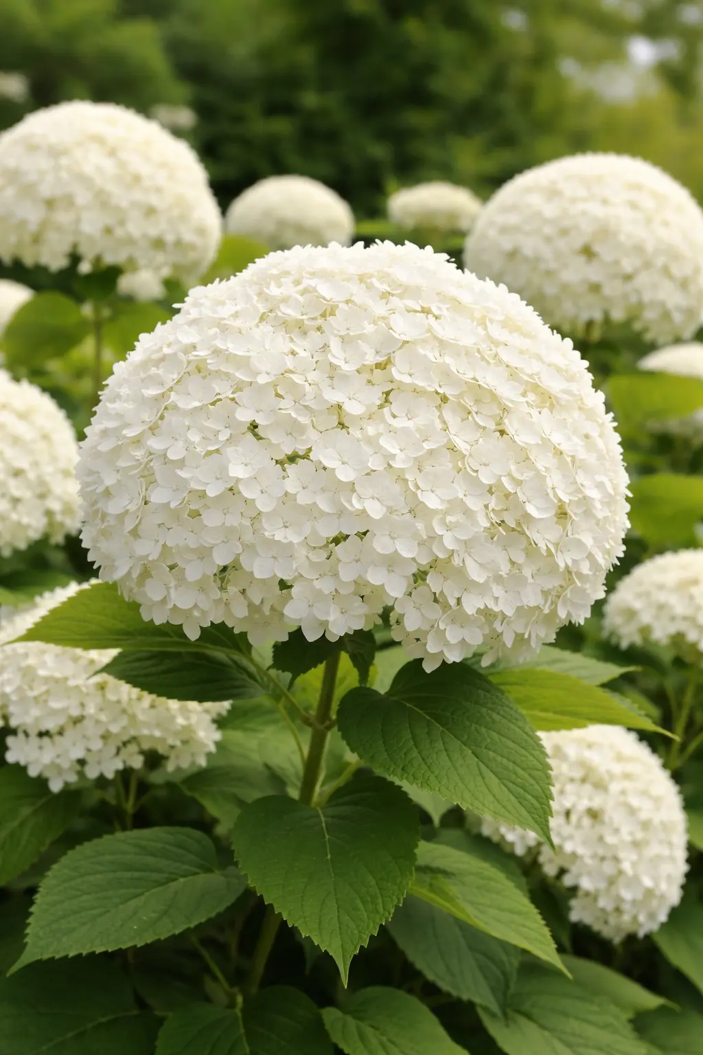 Гортензия Аннабель (Annabelle)