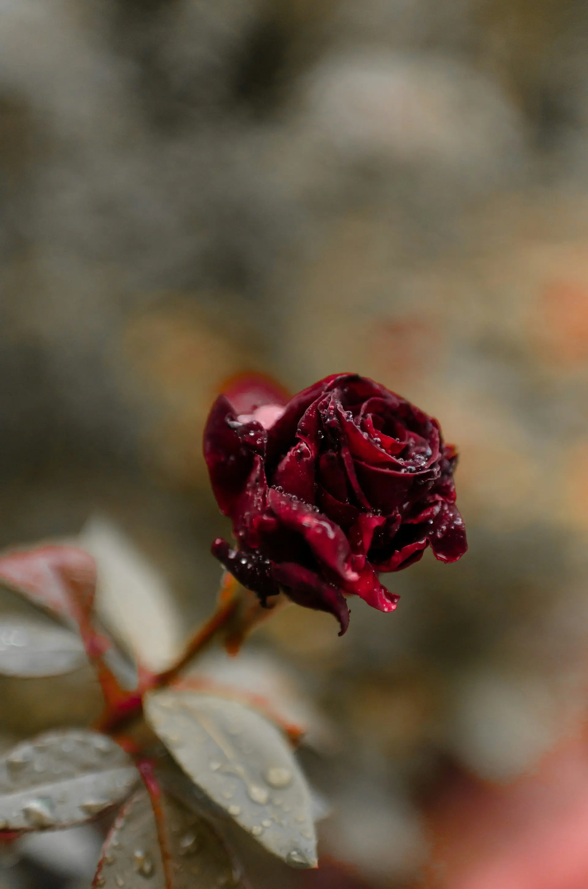 Роза Блэк Баккара (Black Baccara)