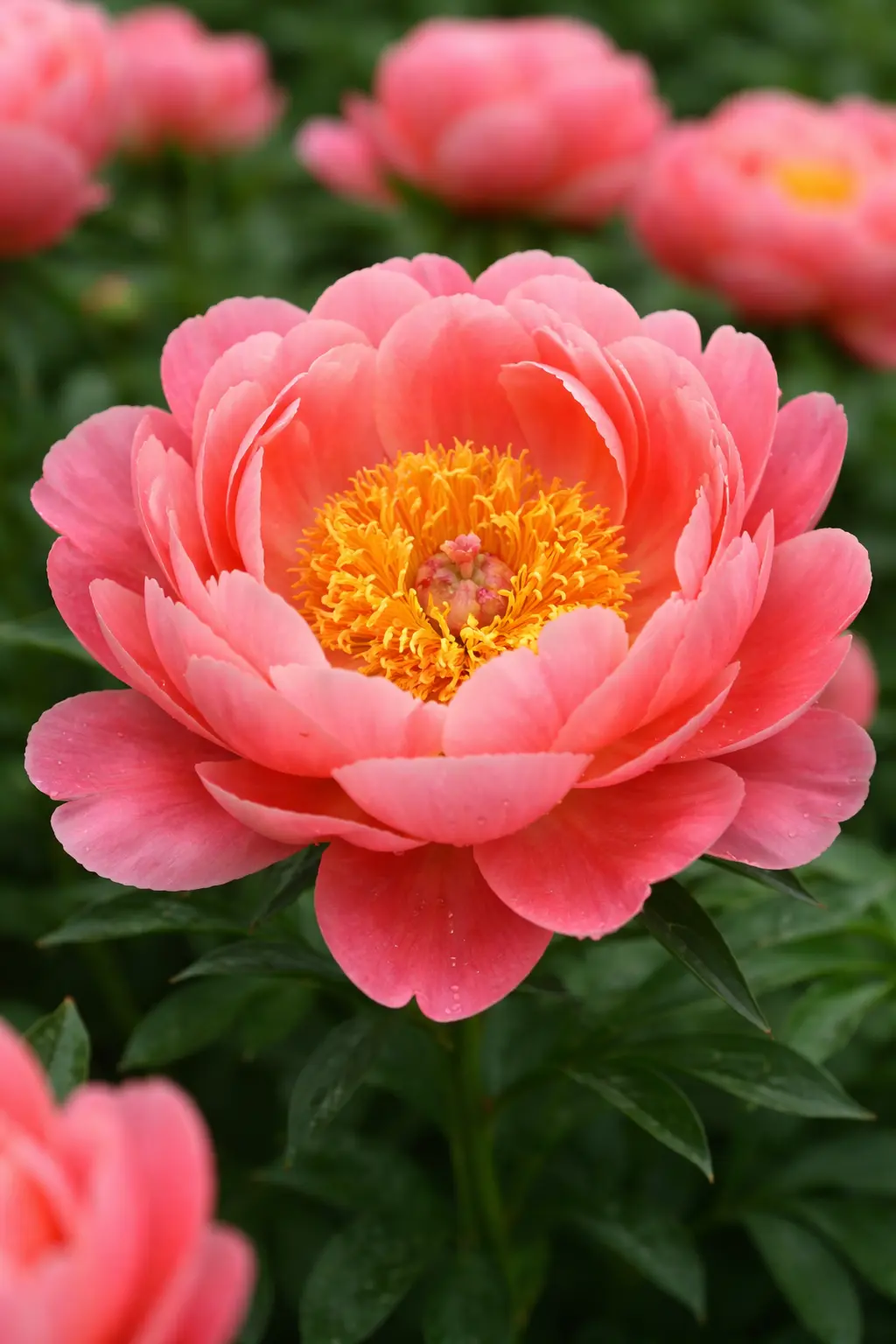 Пион Корал Шарм (Coral Charm)